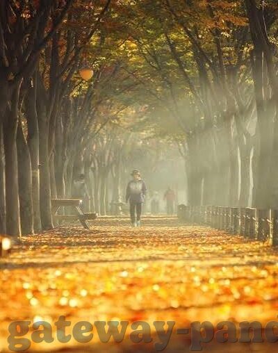 足球比分动画直播网站-足球比分动画直播网站，球迷的数字观赛新体验